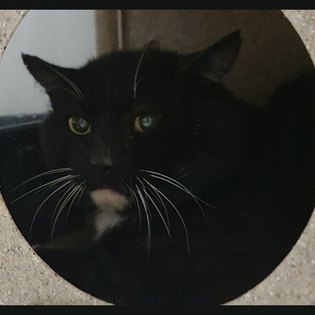 Photo of Captain Jack Sparrow 