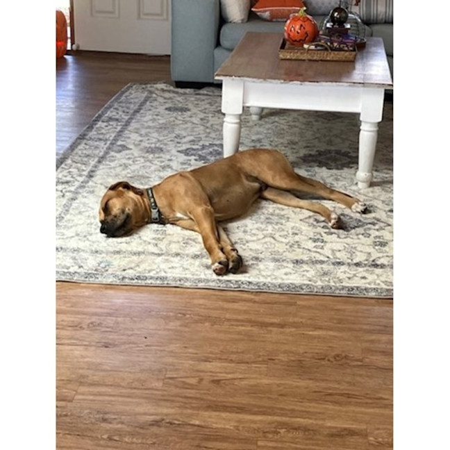 Photo of Magnum *$350 Adoption Fee*