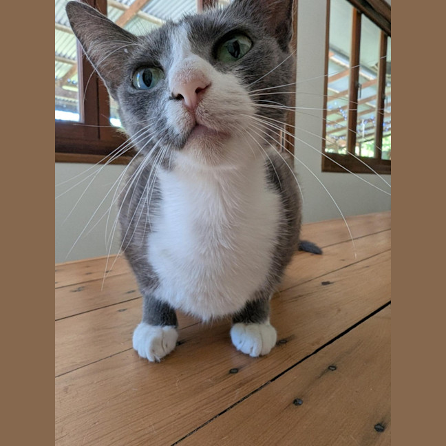 Photo of Lacey