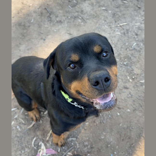 Photo of Rex