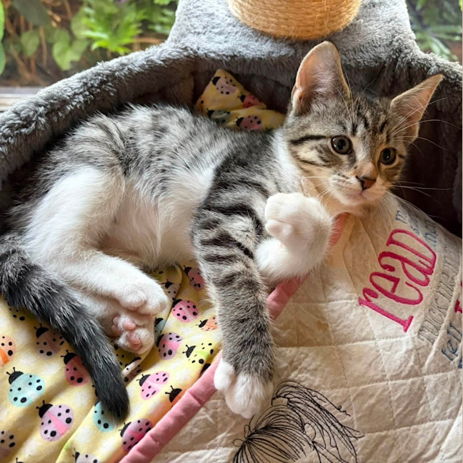 Photo of Cheddar