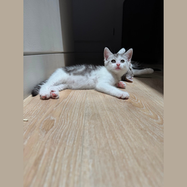 Photo of Bella