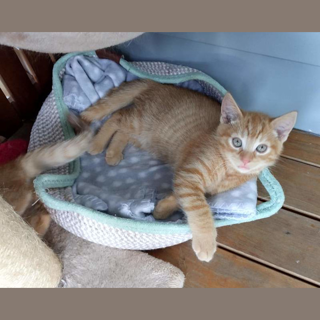 Photo of Charlie (Was Nutmeg)