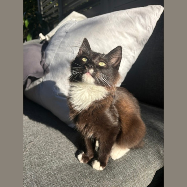 Photo of Tulli   13 Week Old Domestic Medium Hair