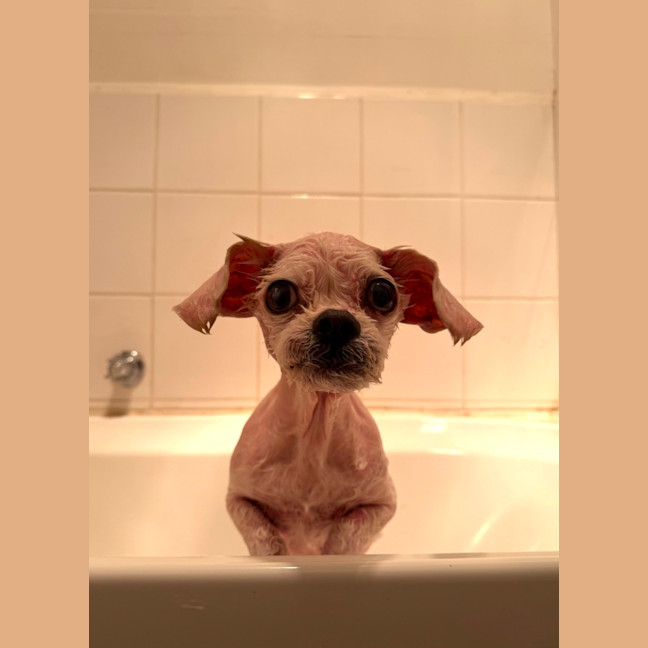 Photo of Archie