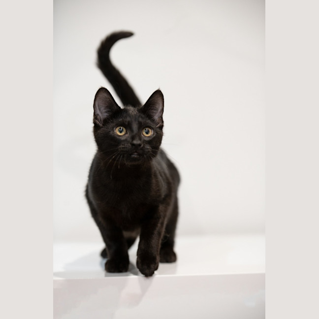 Photo of Raven