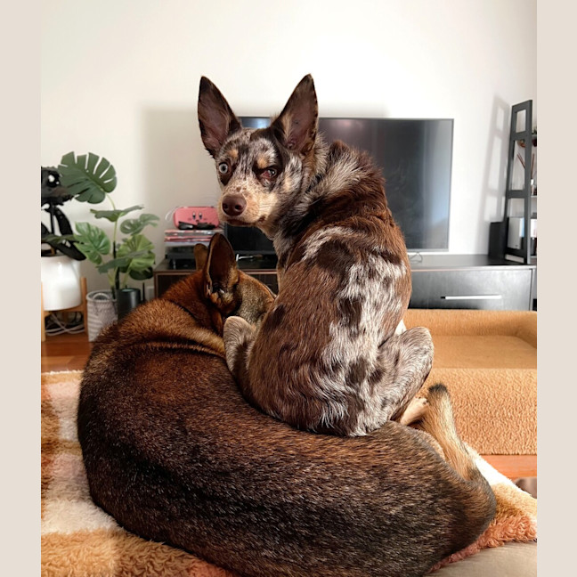 Photo of Shenzi