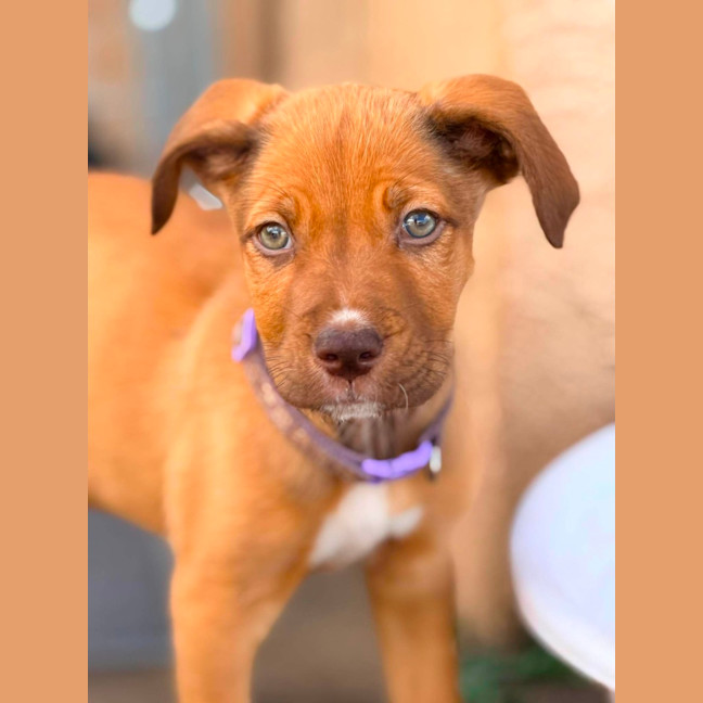 Photo of Maizie