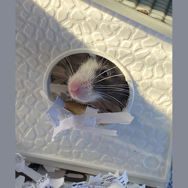 Photo of Spot