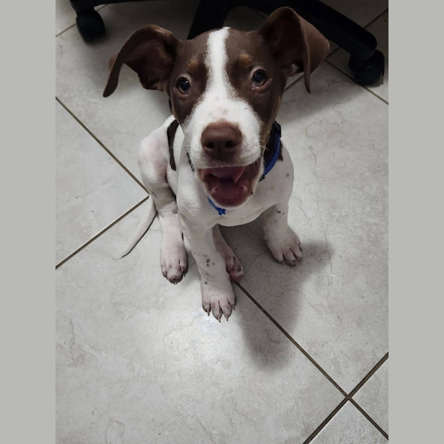 Photo of Buck