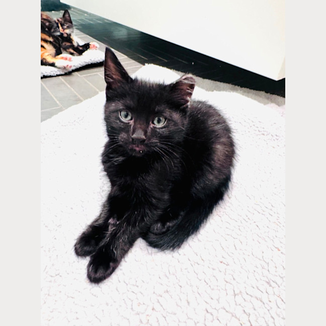 Photo of Pumpernickle