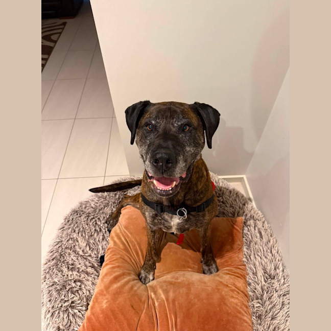 Photo of Dexter