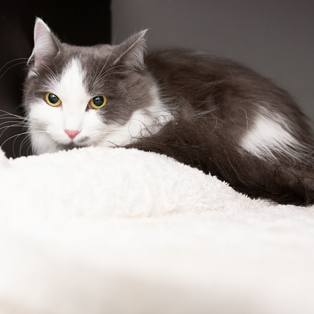 Photo of Loki