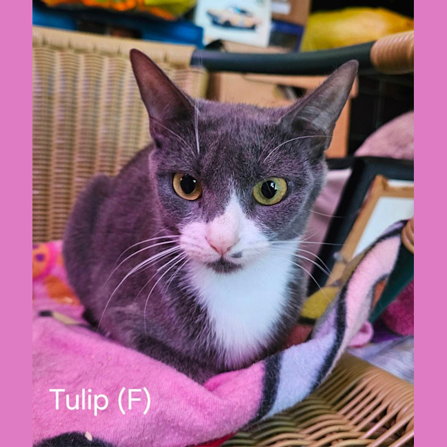 Photo of Tulip