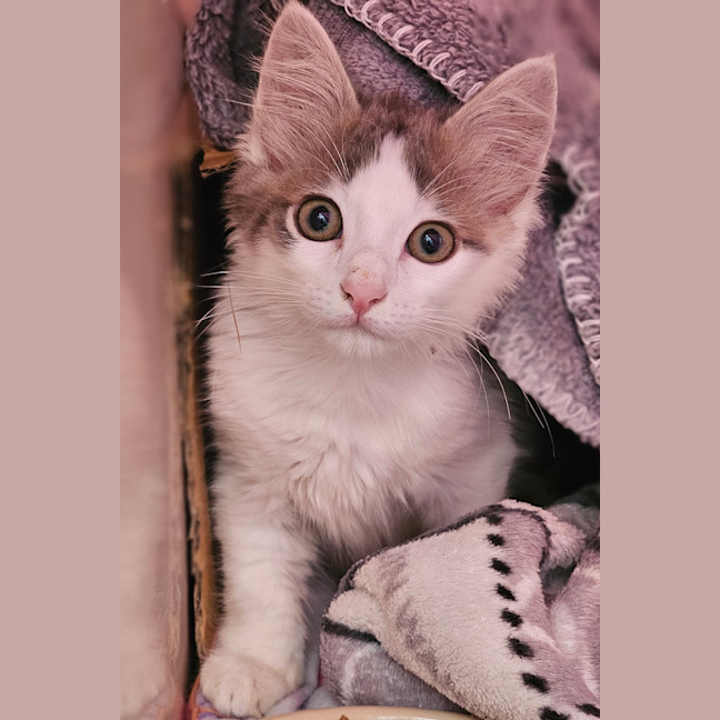 Photo of Astra