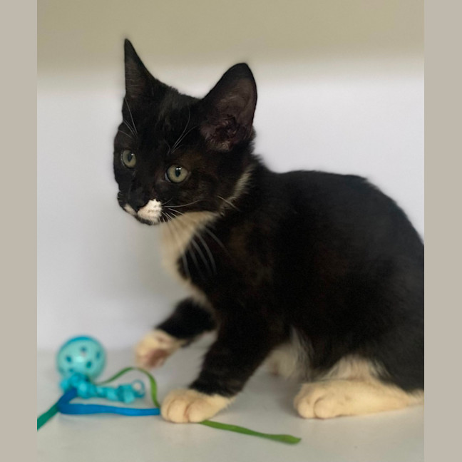 Photo of Shanti (9965)