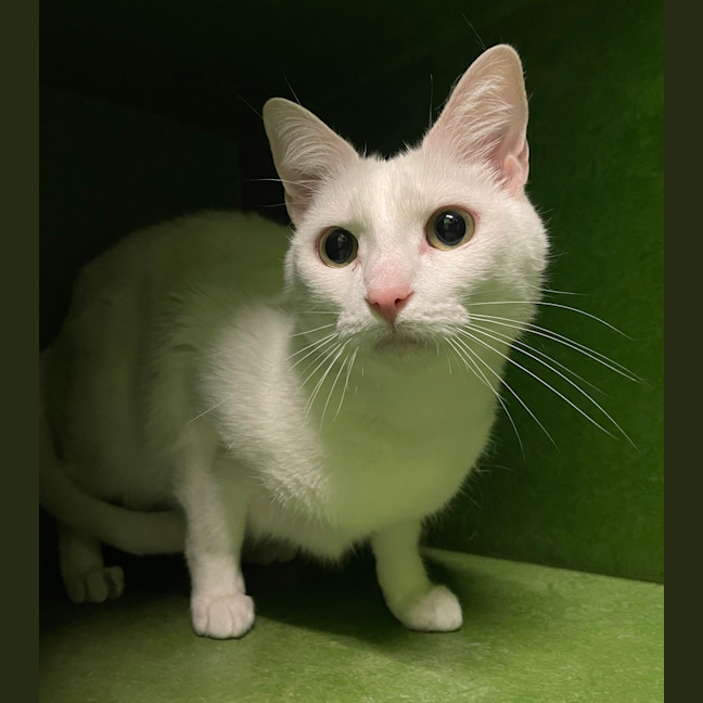 Photo of Serafina (Bonded With Bastet)