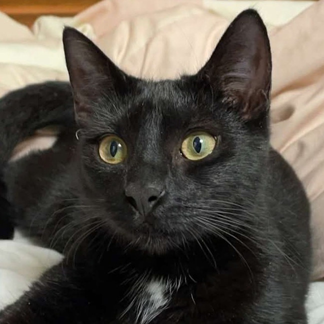 Photo of Aglaea Nova