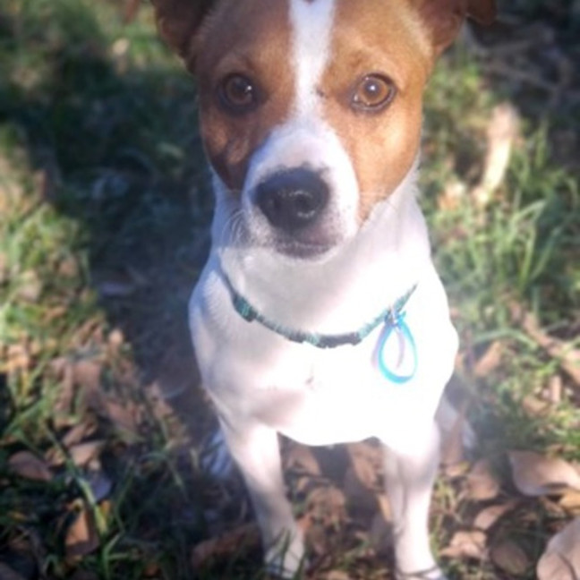Photo of Peanut
