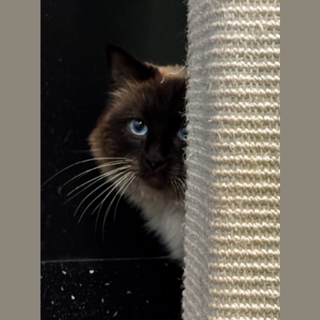 Photo of Sir Floofington Wigglebottom The Third