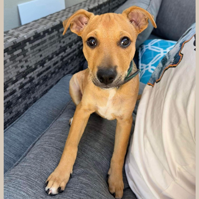 Photo of Buddy (Was Woody)