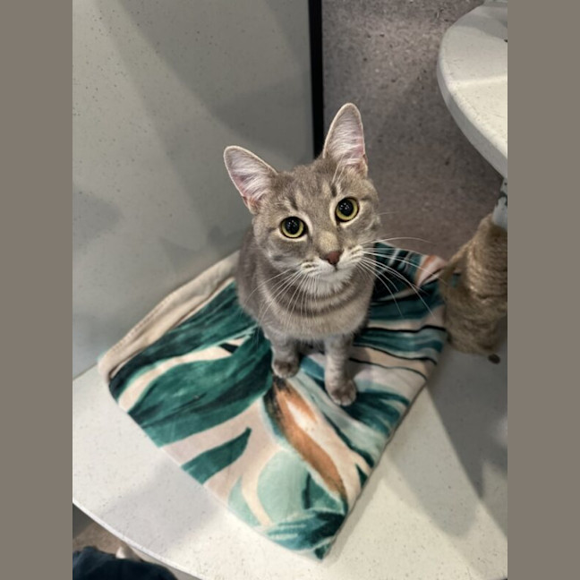 Photo of Bluey