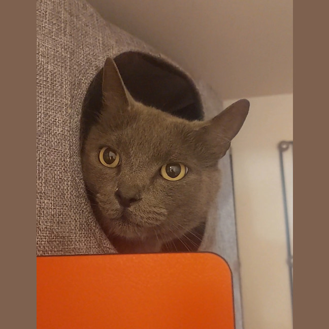 Photo of Koji