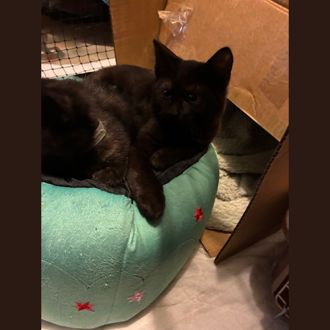 Photo of Atlas