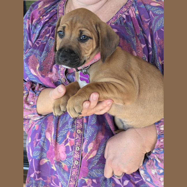 Photo of Sadie