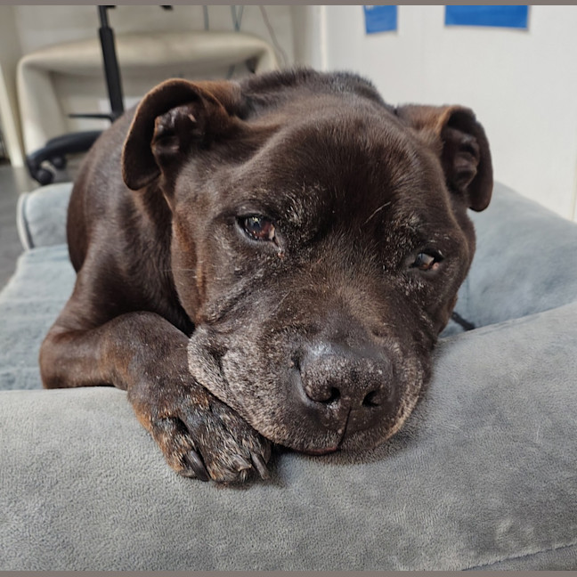 Photo of Winston