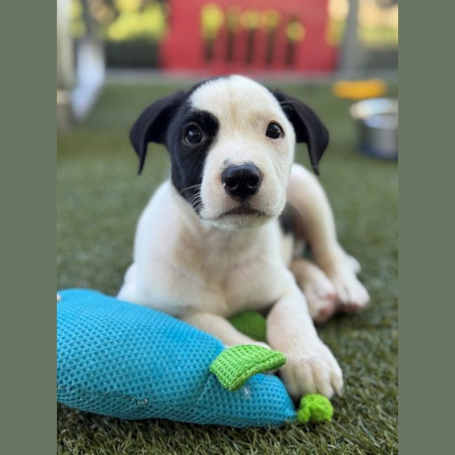 Photo of D1222 Lipton