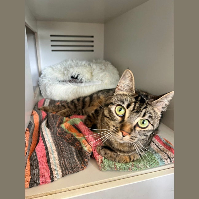 Photo of Pepper Jack