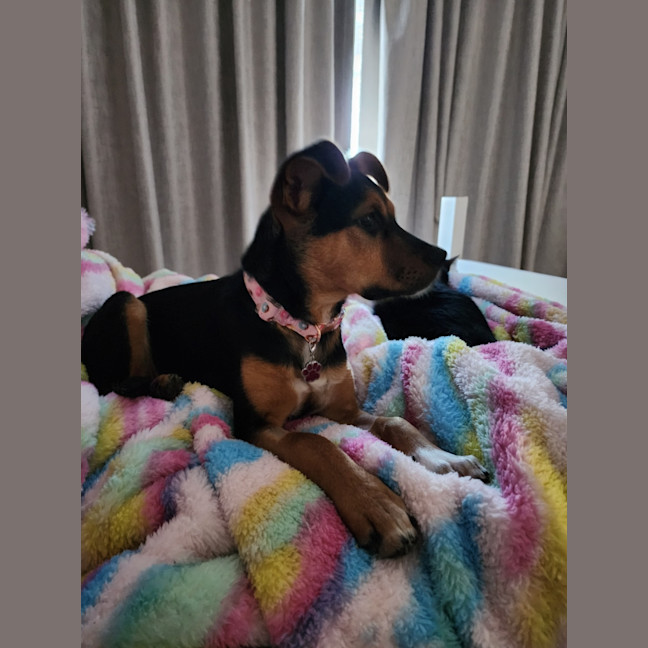Photo of Rue