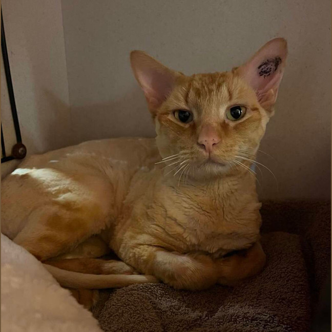 Photo of Winston