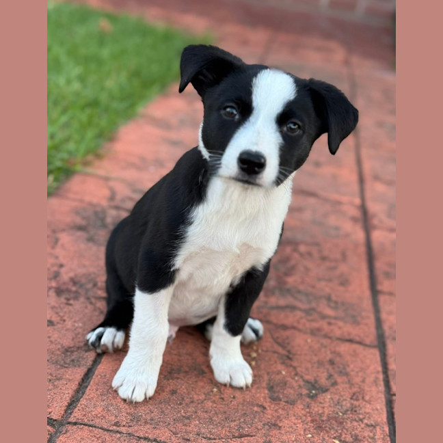 Photo of White Knight 