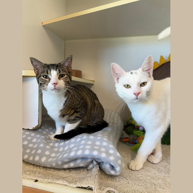 Photo of Cas And Turbo