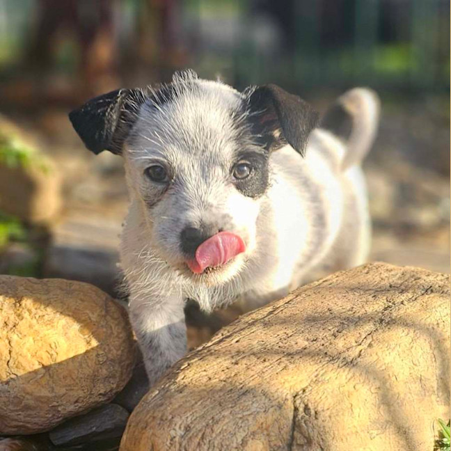 Photo of Maverick