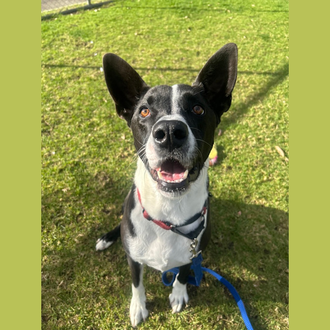 Photo of Whiskey