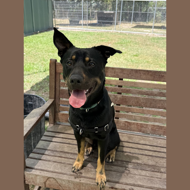 Photo of Buddy