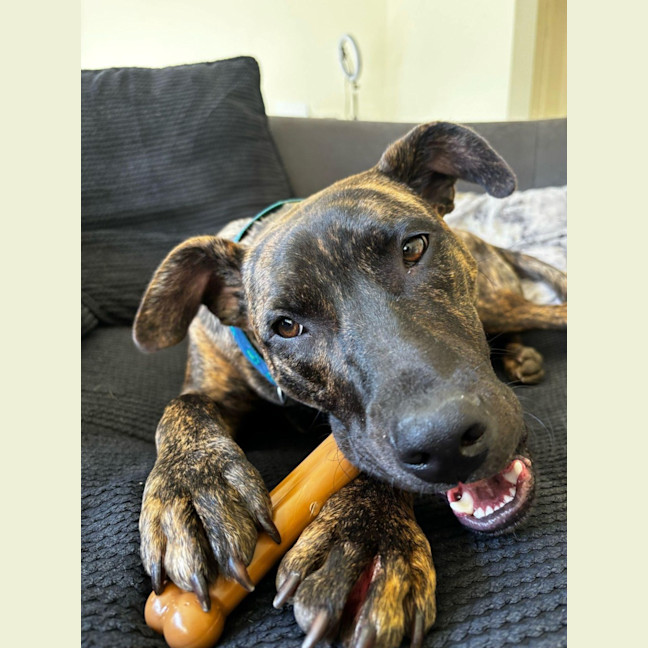 Photo of Scoobie 