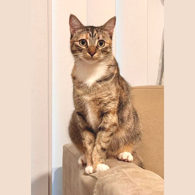 Photo of Tilly
