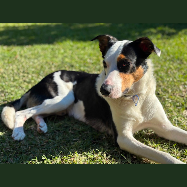 Photo of Toby   2 Year Old Border Collie