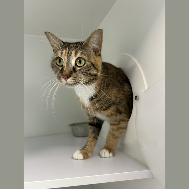 Photo of Athena