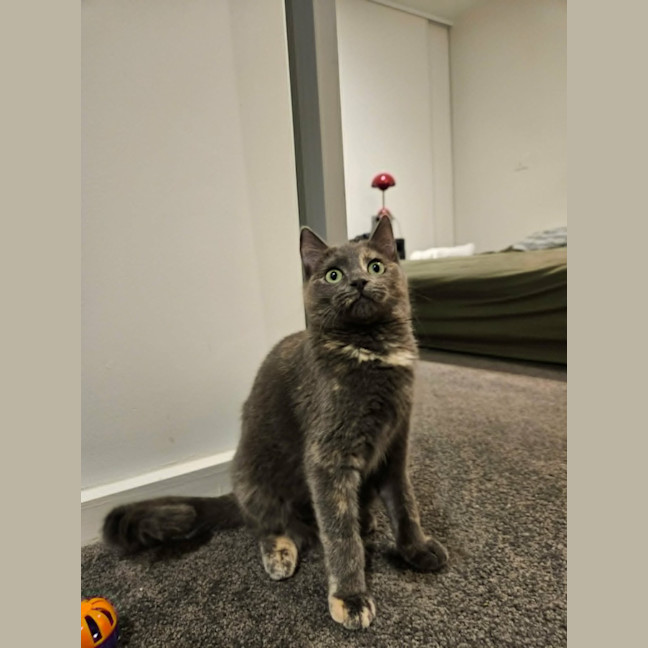 Photo of Sugar *9 Lives Project Rescue*