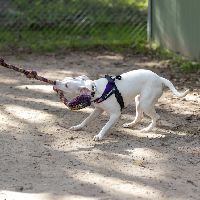 Photo of Luna