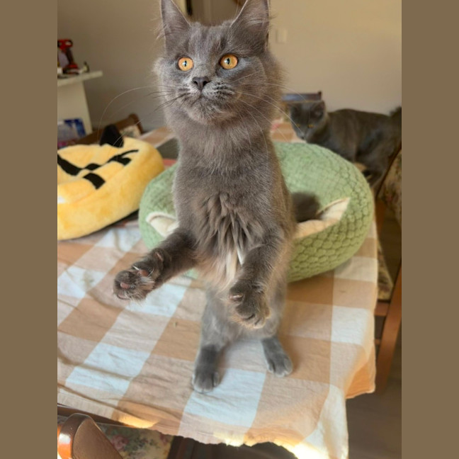 Photo of Peppercorn