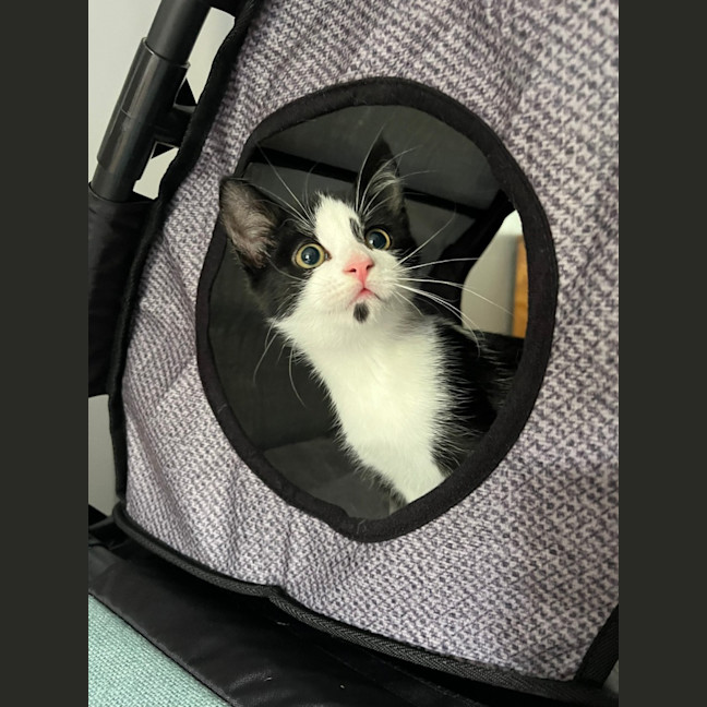 Photo of Benji & Bonnie 🐈🌷