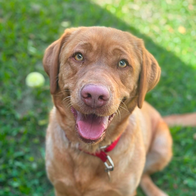 Photo of Lulu