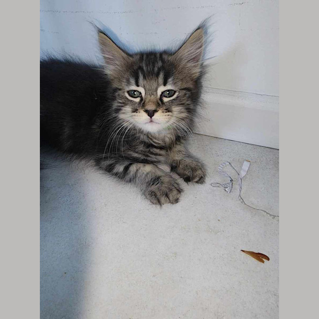 Photo of Bumble