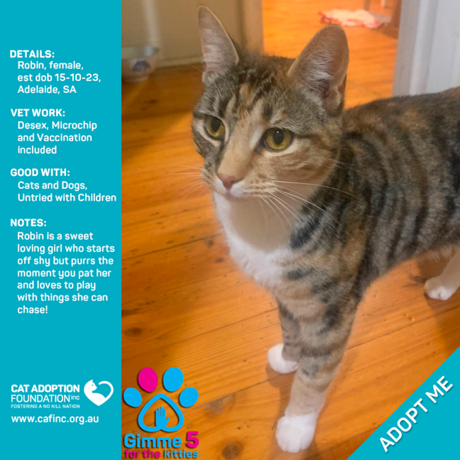 Photo of Robin Only $39 Limited Time!